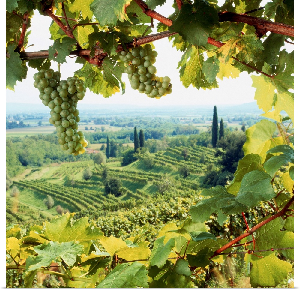Italy, Friuli, Colli Orientali, vineyards near Corno di Rosazzo town
