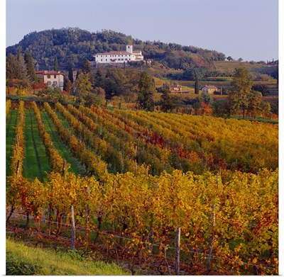 Italy, Friuli, Collio Orientali, vineyards and Rosazzo Abbey in background