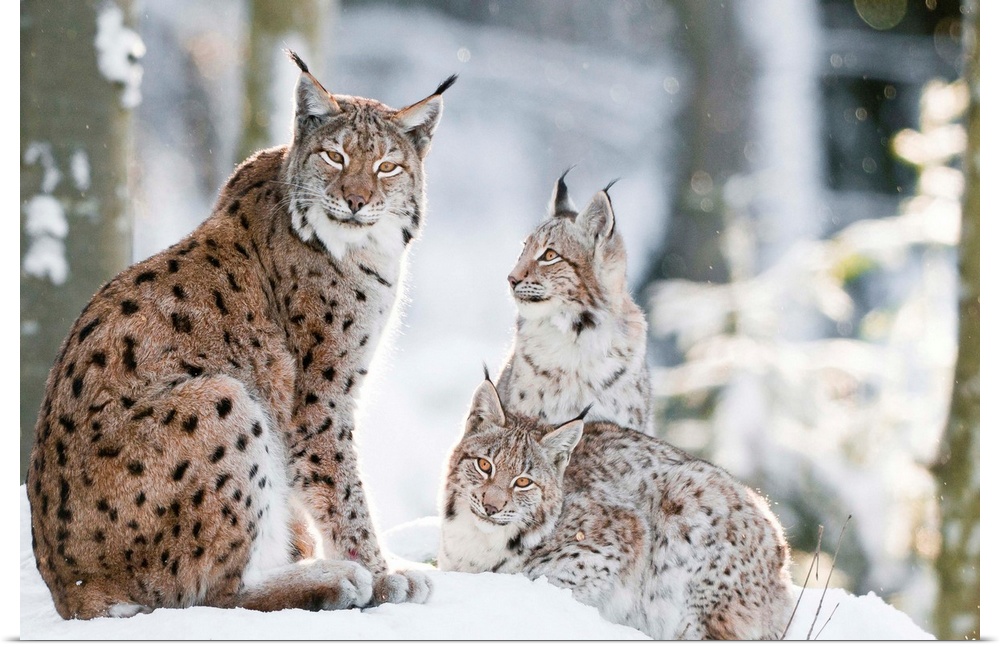 Italy, Friuli-Venezia Giulia, Alps, Julian Alps, Carnia, Udine district, Winter, lynx (lynx lynx) with puppy in the forest
