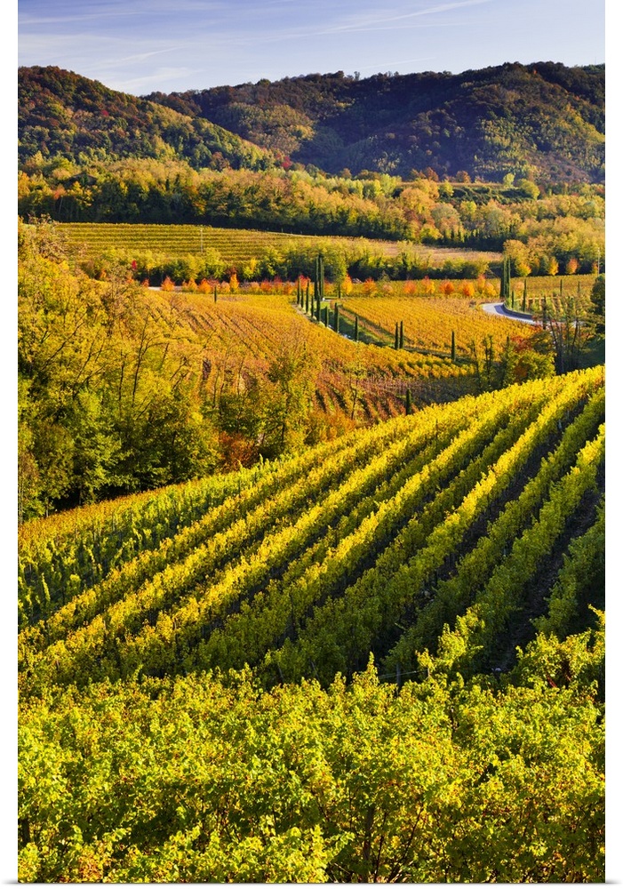 Italy, Friuli-Venezia Giulia, Ruttars locality, vineyards in autumn