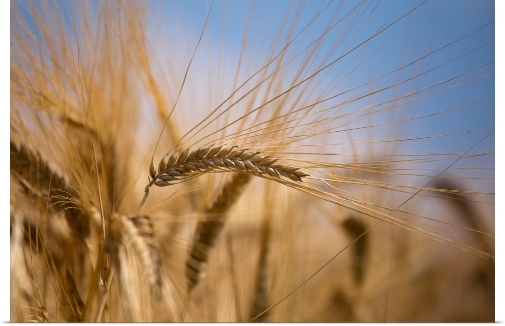 Italy, Friuli-Venezia Giulia, Udine district, Field of wheat at sun in Porpetto campaign.