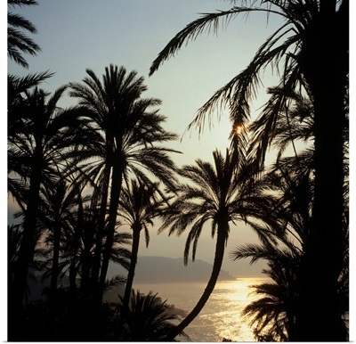 Italy, Liguria, Bordighera, palm trees