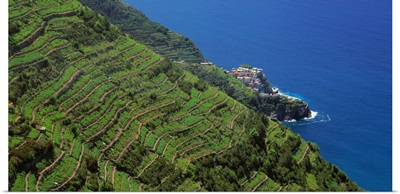 Italy, Liguria, Manarola, Vineyards