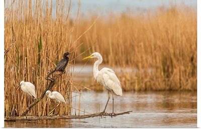 Italy, Little Egret, Great Egret and Cormorant at Caneo Oasis on Cona Island