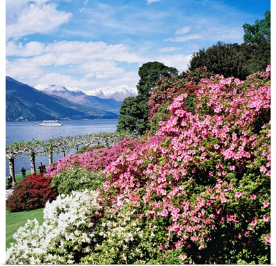 Italy, Lombardy, Como Lake, Bellagio, park with rhododendron on lakeside