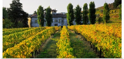 Italy, Lombardy, Franciacorta, vineyards