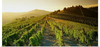 Italy, Lombardy, Oltrepo Pavese, vineyards near Casteggio town