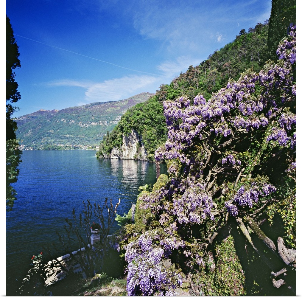 Italy, Lombardy, Como Lake, Lenno, Mediterranean area, Como district, Travel Destination, Villa Balbianello,wisteria in th...