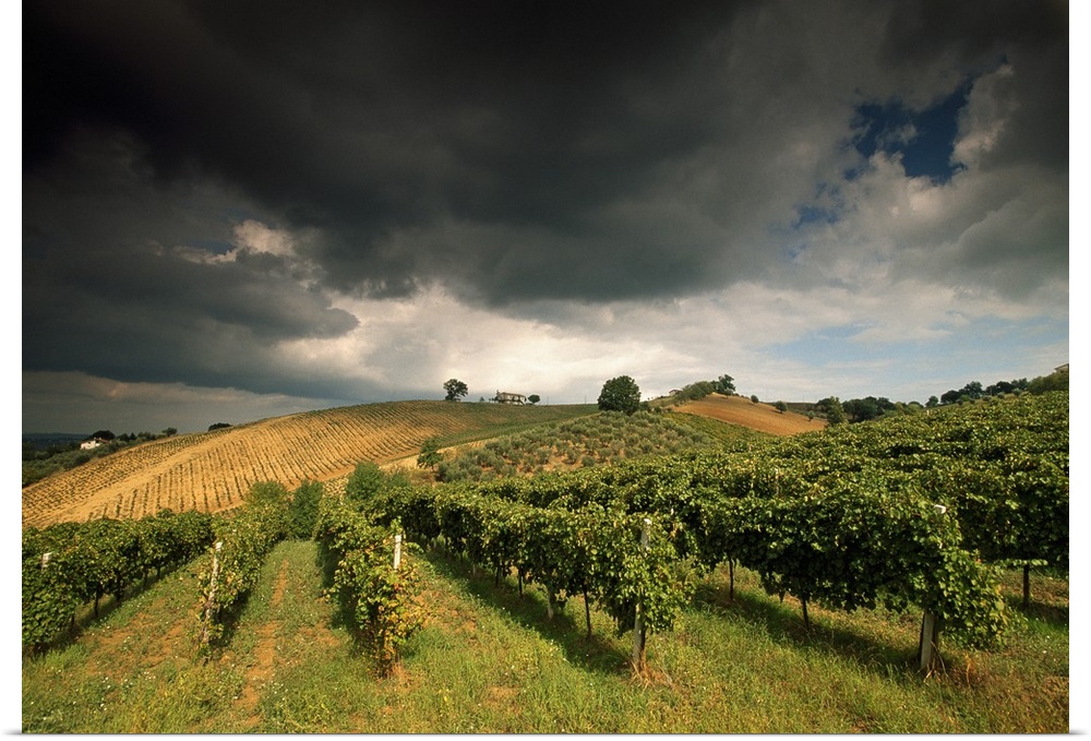 Italy, Marches, Castelplanio, Vineyards near Castelplanio