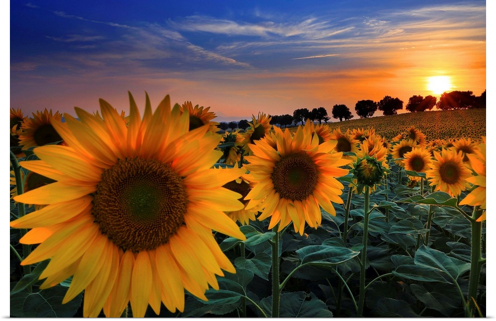 Italy, Marches, Macerata district, Sunflowers at sunset in the countryside near Morrovalle village.