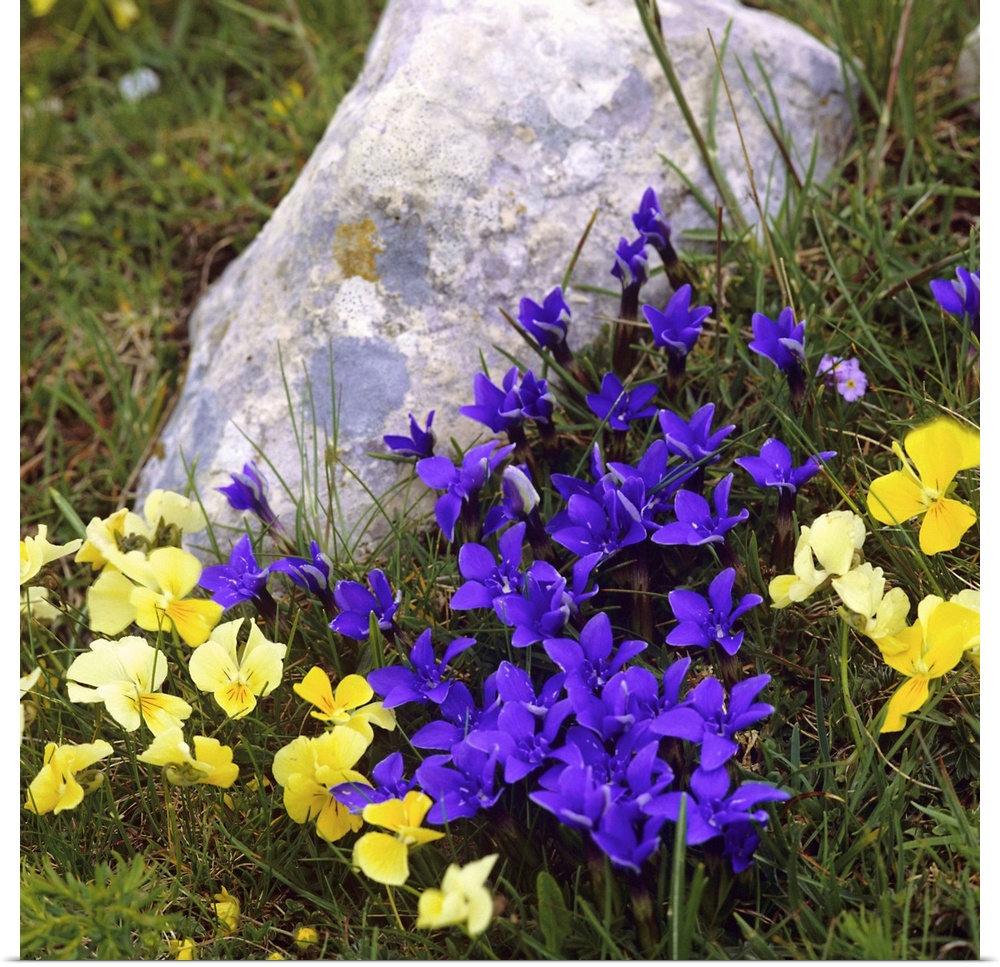 Italy, Pansy and Gentianella flowers