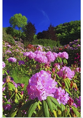 Italy, Piedmont, Alps, Biella district, Oasi Zegna, Rhododendron flowering