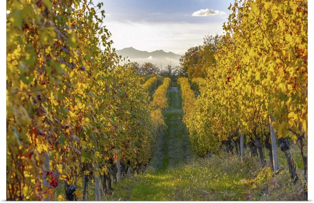 Italy, Piedmont, Vercelli district, Alps, Alto Piemonte, Gattinara, Nebbiolo vineyards on the hills of Gattinara.