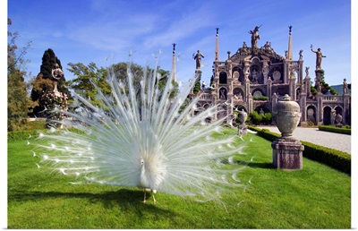 Italy, Piedmont, Lake Maggiore, Isola Bella, peacock in the park of Borromeo palace