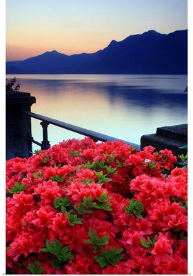 Italy, Piedmont, Lake Maggiore, Verbania, dawn, Azalea flowering on the lakefront