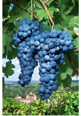 Italy, Piedmont, Langhe, Barolo, Colline Del Barolo, Grapes And Village