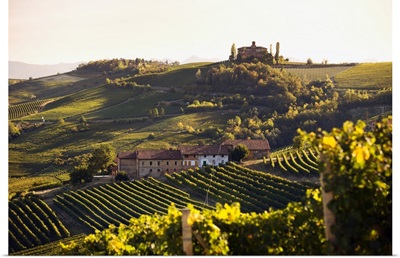Italy, Piedmont, Langhe, Barolo, Mediterranean area, Cuneo district, Vineyards