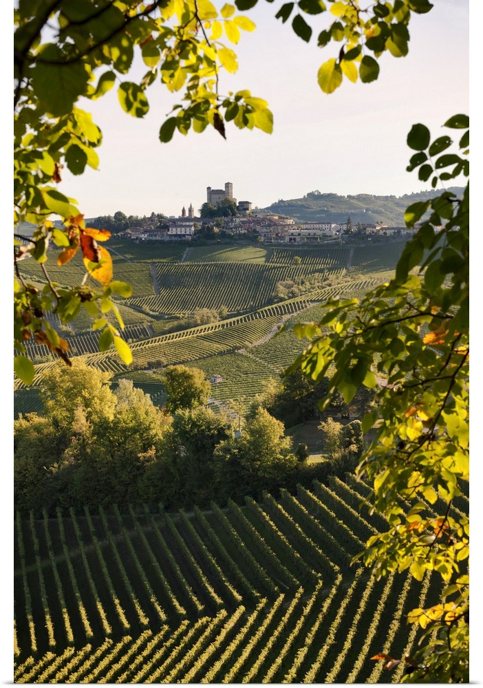 Italy, Piedmont, Cuneo district, Langhe, Serralunga d'Alba, Landscape of vineyards hills and the village
