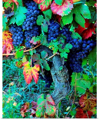 Italy, Piedmont, Langhe, Vine of Dolcetto with wine-grapes