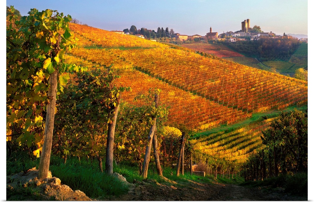 Italy, Italia, Piedmont, Piemonte, Langhe, Vineyards near Serralunga d'Alba village