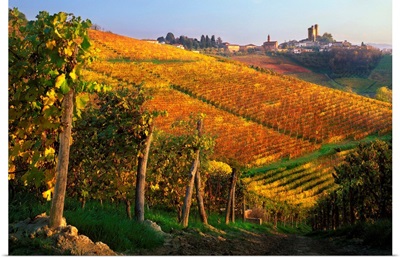 Italy, Piedmont, Langhe, Vineyards near Serralunga d'Alba village