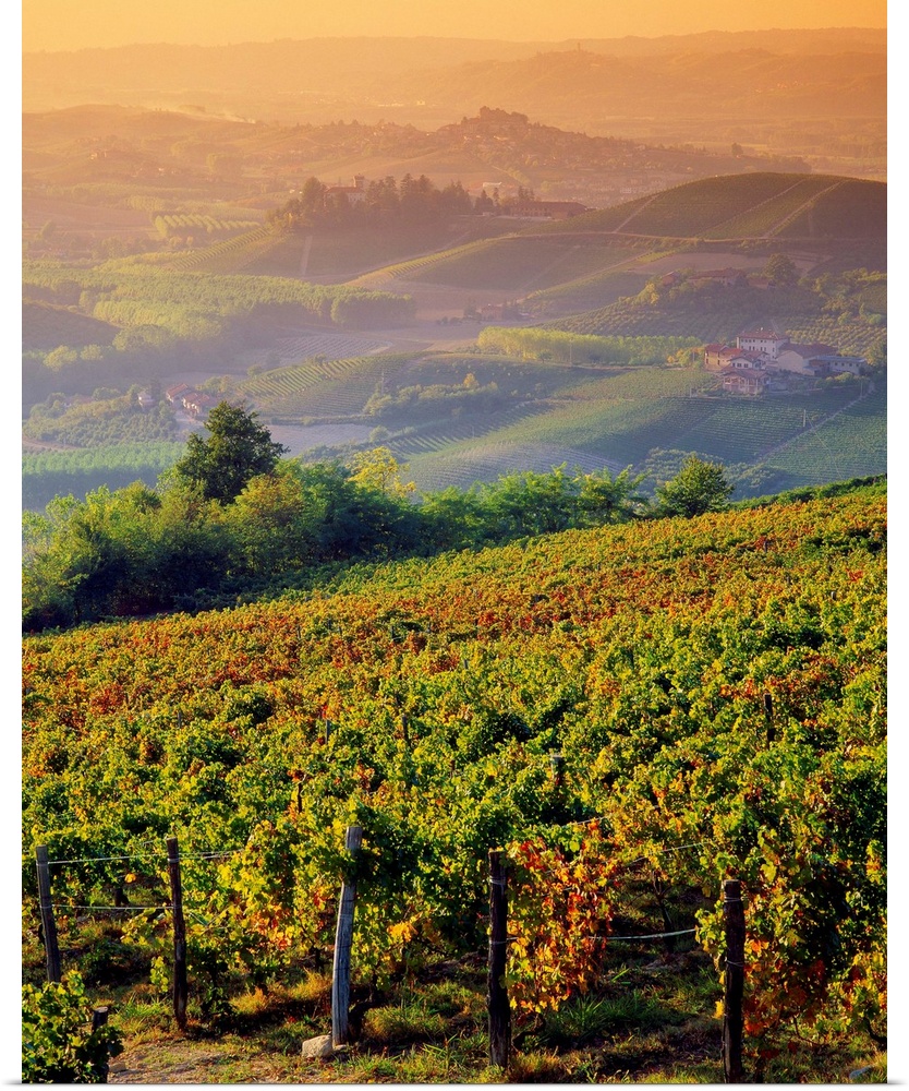 Italy, Piedmont, Monferrato, hills and vineyards