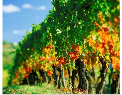 Italy, Piedmont, Monferrato vineyard