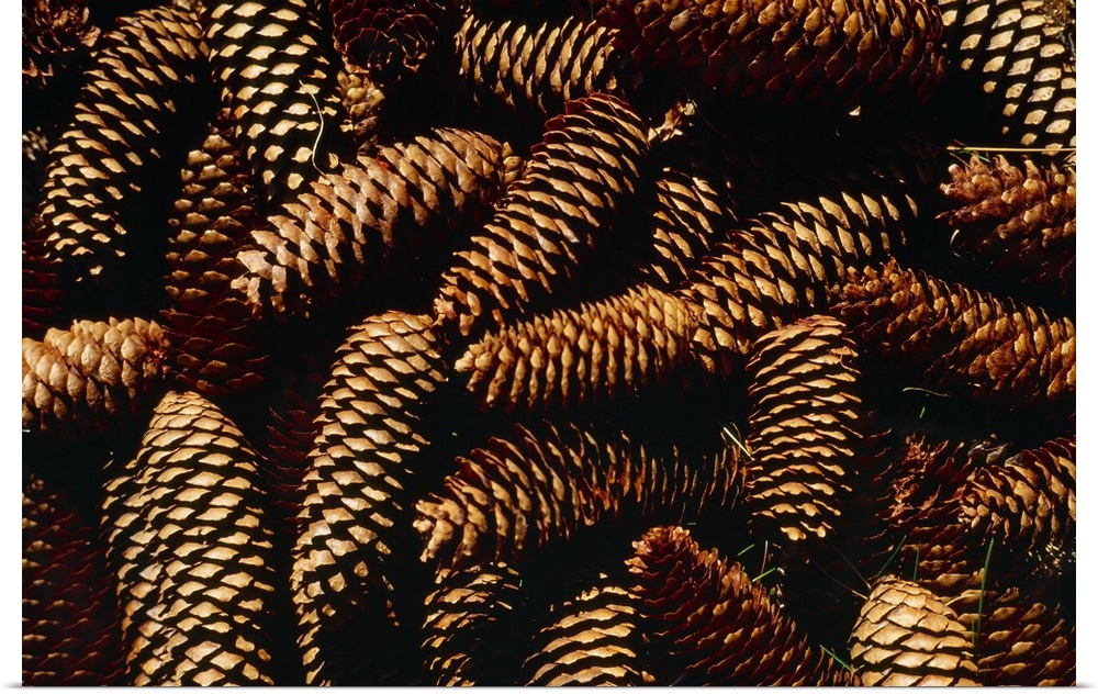 Italy, Pine cones