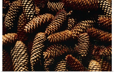 Italy, Pine cones