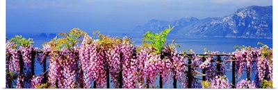 Italy, Positano, View of rugged coastline of Amalfi Coast with wisteria flowers