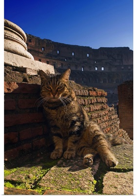 Italy, Rome, Colosseum, Cat sunbathing inside
