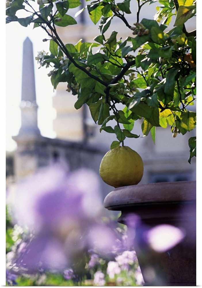 Italy, Latium, Rome, Villa Borghese, Lemon tree (citrus medica grandis)