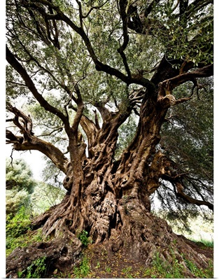 Italy, Sardinia, Luras, Santo Baltolu di Carana, the oldest Italian olive tree