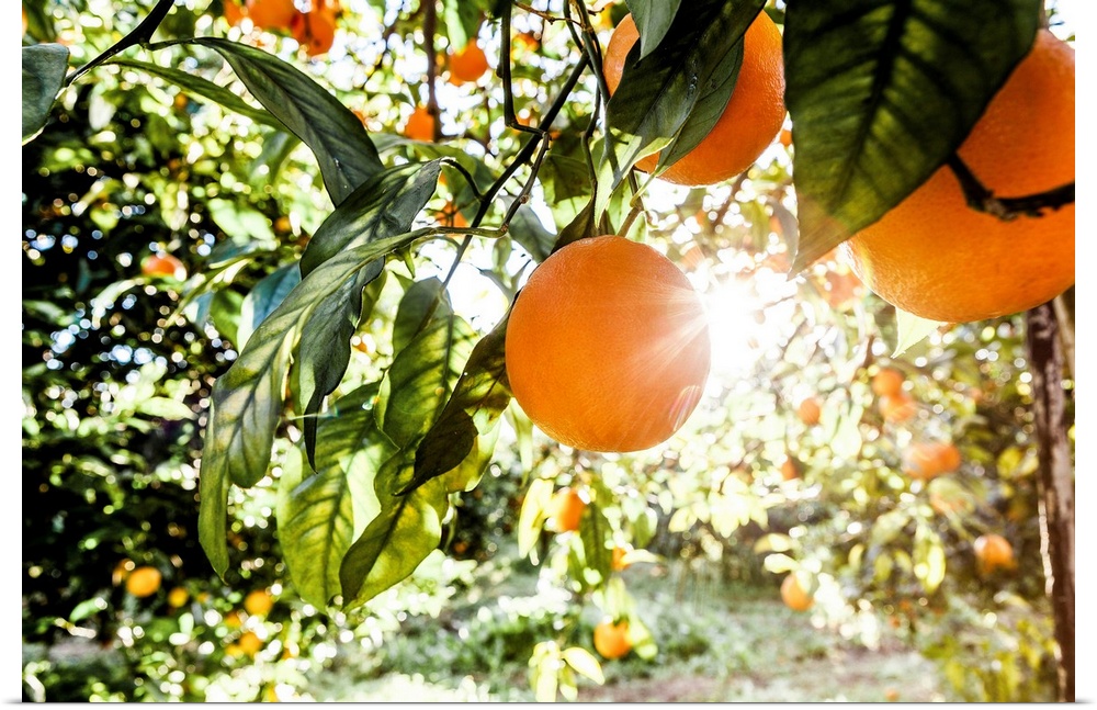 Italy, Sicily, Floridia, Tarocco oranges harvesting.