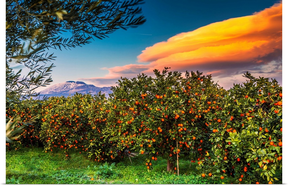 Italy, Sicily, Catania district, Paterno, Orange groves, area of Ponte Barca near Paterno, Mount Etna in background.