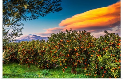 Italy, Sicily, Orange Groves, Area Of Ponte Barca Near Paterno, Mount Etna In Background