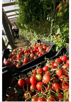 Italy, Sicily, Pachino, Siracusa district, Tomatoes