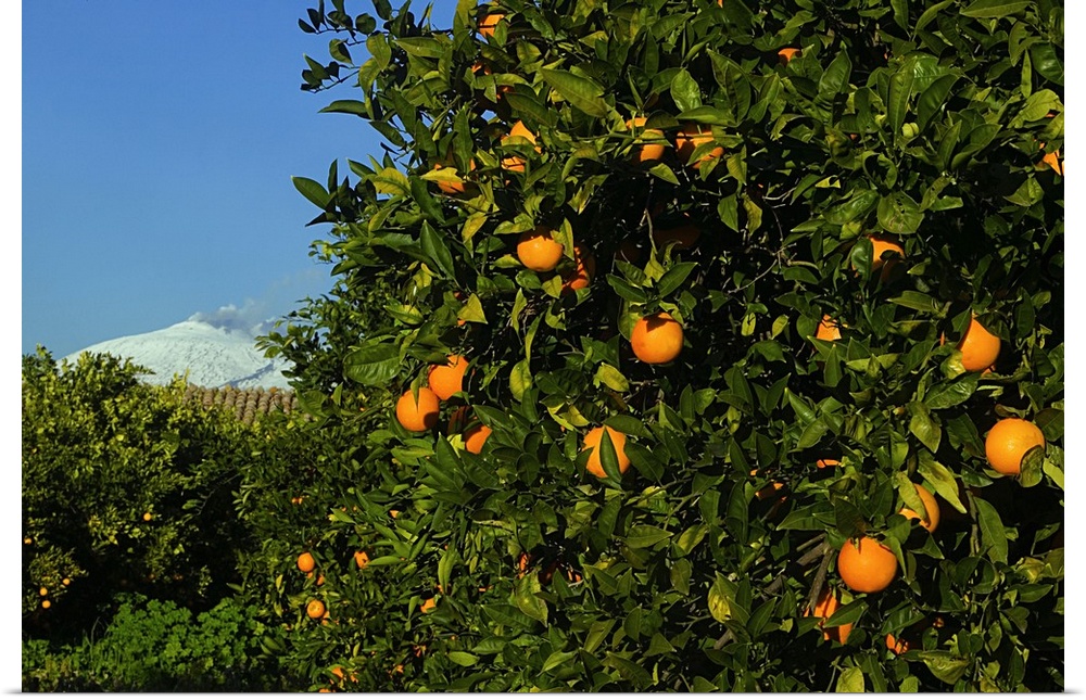 Italy, Sicily, Piana di Catania, Orange tree and Mount Etna in background