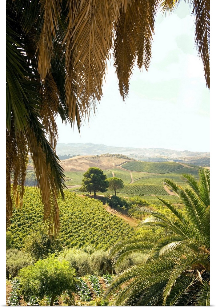 Italy, Italia, Sicily, Sicilia, Sclafani Bagni town, Regaleali winery, vineyards