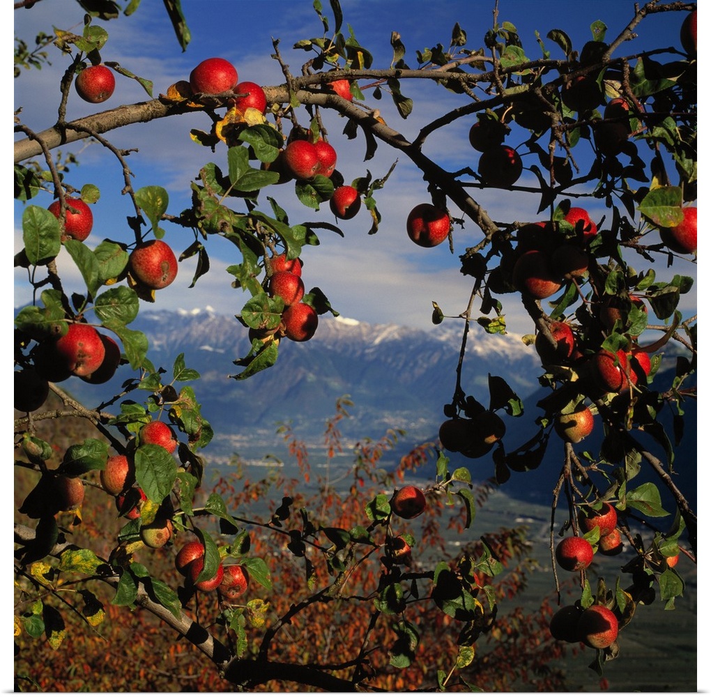 Italy, South Tyrol, Adige Valley, apple tree Caldaro towards Merano