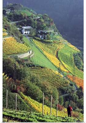 Italy, South Tyrol, Bolzano, Valle Isarco, vineyards near Chiusa village