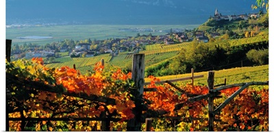 Italy, South Tyrol, Caldaro, Wine road, vineyards near Termeno (Tramin)