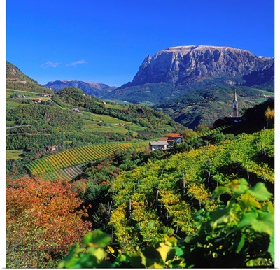 Italy, South Tyrol, Cornedo (Karneid), vineyards towards Sciliar (Schlern)