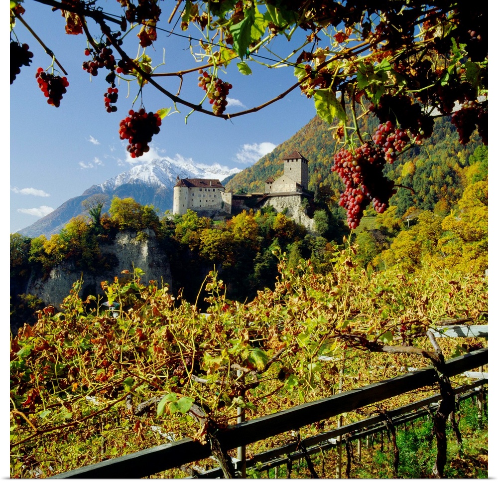 Italy, South Tyrol, Merano, Castel Tyrolo (Schloss Tyrol) and vineyard with grapes