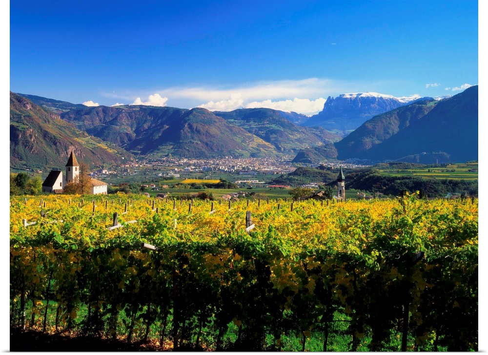 Italy, South Tyrol, wine-road, vineyard towards Bolzano and Sciliar
