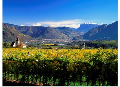 Italy, South Tyrol, wine-road, vineyard towards Bolzano and Sciliar