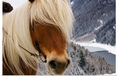 Italy, Trentino-Alto Adige, Alps, Horse randonnee in the forest