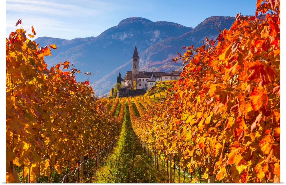 Italy, Trentino-Alto Adige, Alps, Bolzano district, South Tyrol, South Tyrolean Wine Road, Cortaccia, Church and vineyards...