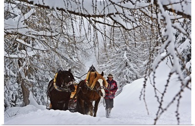 Italy, Trentino-Alto Adige, Passo San Pellegrino, Horse-drawn sledge to Fuciade locality