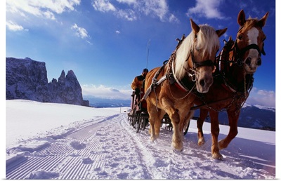 Italy, Trentino-Alto Adige, South Tyrol, Alpe di Siusi (Seiser Alm), horse sledge